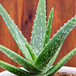 Aloe Digestive Extract