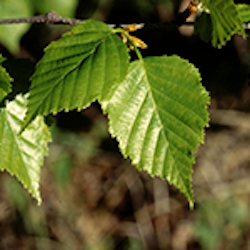Cellulose Digestive Aid