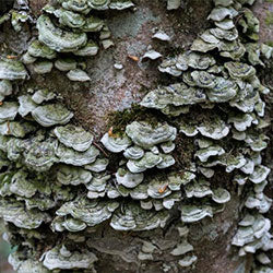 Reindeer Moss