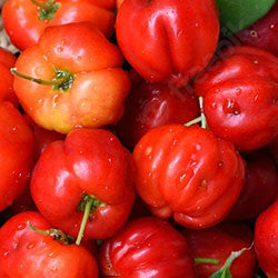 Acerola Cherry
