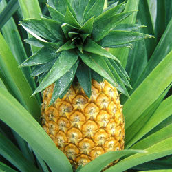 Pineapple (Flavor dependent)