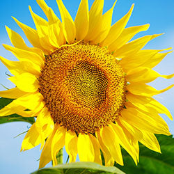 Vitamin E Complex