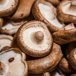 Shiitake Mushroom Extract