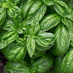 Sweet Basil