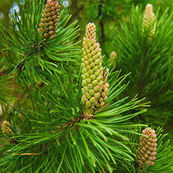 Pine Needle