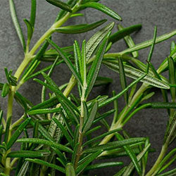 Rosemary