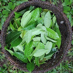 Guayusa Leaf