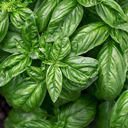 Sweet Basil